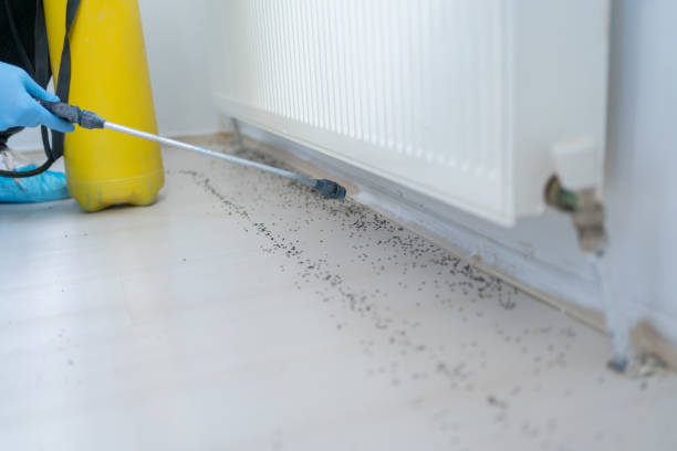 Best Spider Control Near Me  in Eastpoint, FL